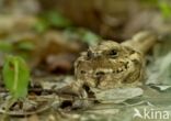 Long-tailed nightjar (Caprimulgus climacurus)