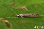 Leptocerus tineiformis