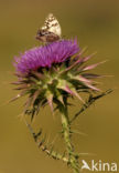 Lesbisch Dambordje (Melanargia larissa lesbina)