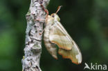 Lindepijlstaart (Mimas tiliae)