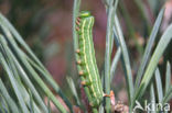 Lindepijlstaart (Mimas tiliae)