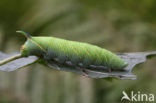 Lindepijlstaart (Mimas tiliae)