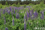 Lupine (Lupinus spec.)