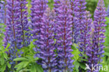 lupine (Lupinus spec.)