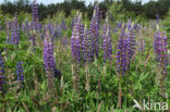 Lupine (Lupinus spec.)