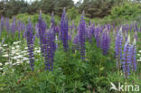 Lupine (Lupinus spec.)