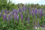 lupine (Lupinus spec.)