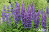 Lupine (Lupinus spec.)