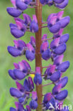 Lupine (Lupinus spec.)