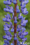 Lupine (Lupinus spec.)