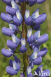 Lupine (Lupinus spec.)