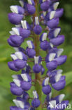 Lupine (Lupinus spec.)