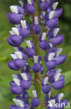 lupine (Lupinus spec.)