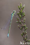 Irish Damselfly (Coenagrion lunulatum)