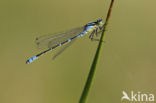 Maanwaterjuffer (Coenagrion lunulatum)