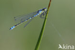 Irish Damselfly (Coenagrion lunulatum)