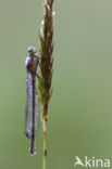 Irish Damselfly (Coenagrion lunulatum)