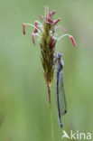 Maanwaterjuffer (Coenagrion lunulatum)