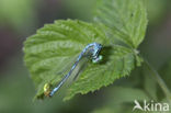 Maanwaterjuffer (Coenagrion lunulatum)