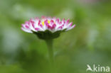 Madeliefje (Bellis perennis)