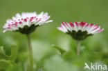 Daisy (Bellis perennis)