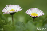 Madeliefje (Bellis perennis)