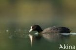 Meerkoet (Fulica atra)