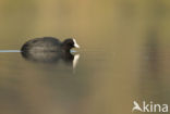 Common Coot (Fulica atra)