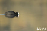 Common Coot (Fulica atra)