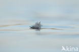 Common Coot (Fulica atra)