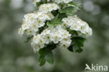 Hawthorn (Crataegus)