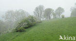 Hawthorn (Crataegus)