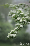 Hawthorn (Crataegus)