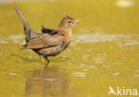 Merel (Turdus merula)