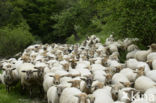 Mergellandschaap (Ovis domesticus)