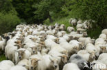 Mergellandschaap (Ovis domesticus)