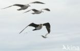 Pomarine Jaeger (Stercorarius pomarinus)