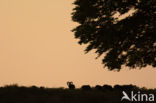 Mouflon (Ovis musimon)