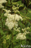 Moerasspirea (Filipendula ulmaria)