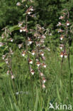 Moeraswespenorchis (Epipactis palustris)