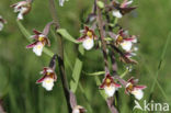 Moeraswespenorchis (Epipactis palustris)