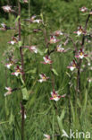 Moeraswespenorchis (Epipactis palustris)