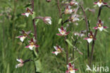 Moeraswespenorchis (Epipactis palustris)