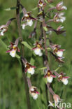 Moeraswespenorchis (Epipactis palustris)