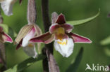 Moeraswespenorchis (Epipactis palustris)