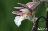 Moeraswespenorchis (Epipactis palustris)