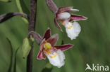 Moeraswespenorchis (Epipactis palustris)