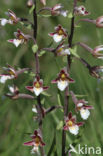 Moeraswespenorchis (Epipactis palustris)