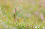 Moeraswespenorchis (Epipactis palustris)