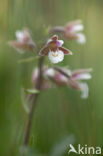 Moeraswespenorchis (Epipactis palustris)